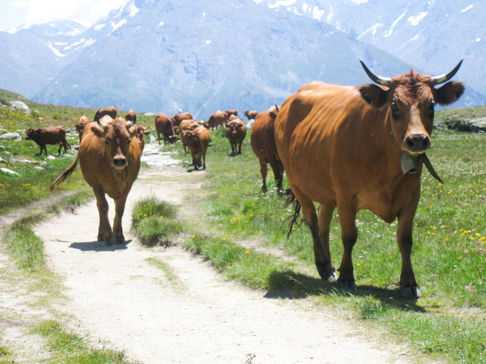 Aux Portes Du Parc National De La Vanoise Appartement Termignon Val Cenis Avec Wifi Ngoại thất bức ảnh