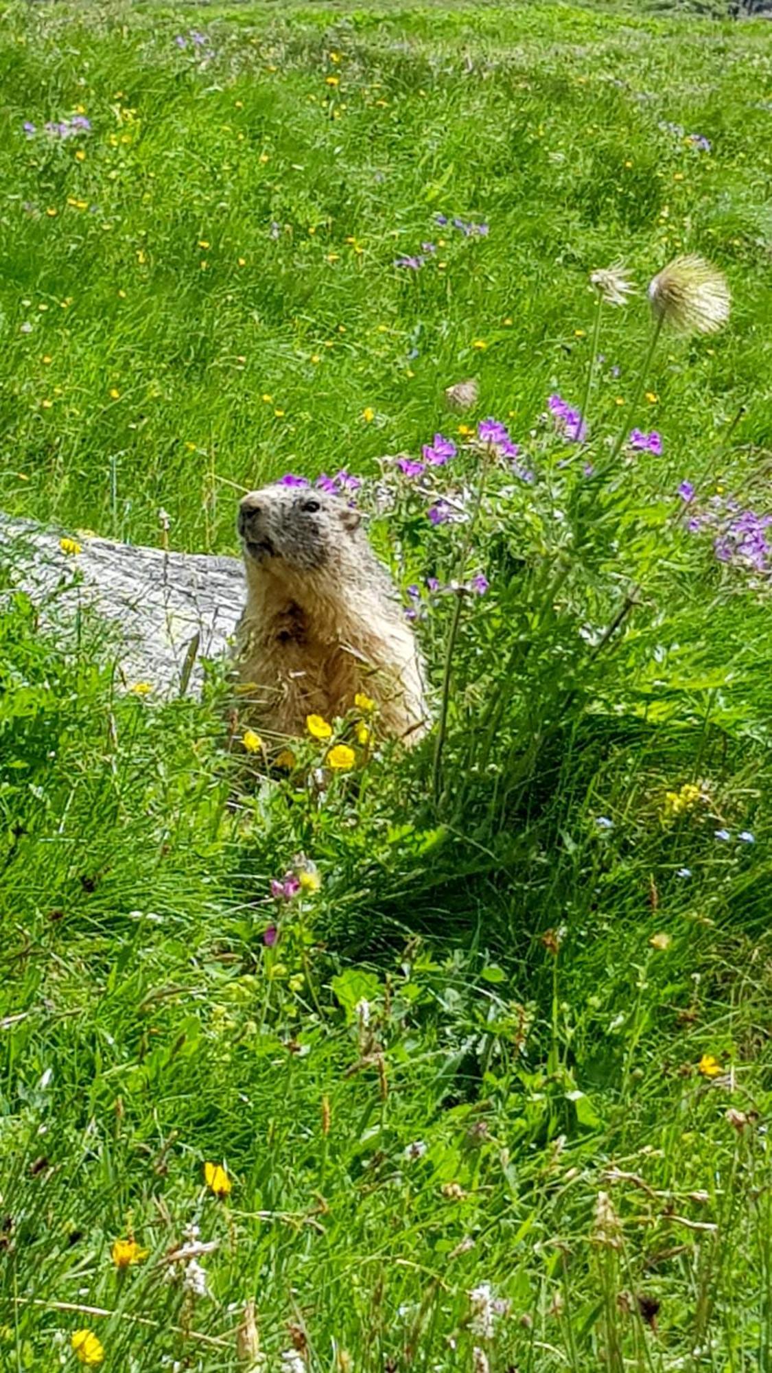 Aux Portes Du Parc National De La Vanoise Appartement Termignon Val Cenis Avec Wifi Ngoại thất bức ảnh